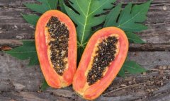 木瓜籽用于肝脏，肠道和肾脏排毒