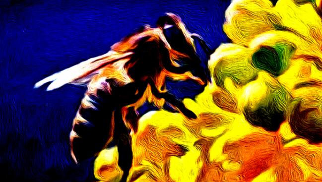 花粉的功效与作用,7个蜂花粉神奇的健康的好处,神奇宝贝天空之阿空