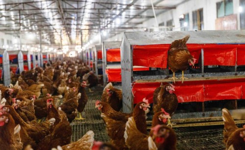 欧福蛋业以非笼养鸡蛋作为全球零售首发