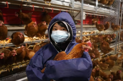 食品安全再升级 —— 百卡弗宣布将在中国100%使用非笼养鸡蛋